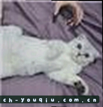 小张